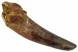 Fossil Spinosaurus Tooth - Real Dinosaur Tooth #346791-1